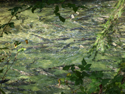 Spawning Salmon 