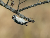 Downy Woodpecker