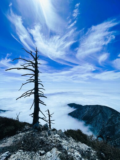 Angeles National Forest