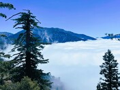 Angeles National Forest