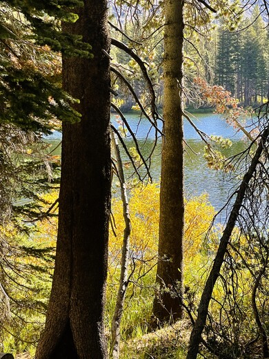 Inyo National Forest