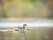 Glide like a Pied-billed grebe