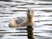 Spotted by a Pied-billed grebe