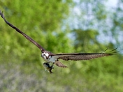 Osprey with fish.