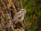 Barred owl