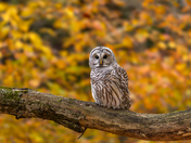 Barred owl