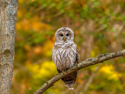Barred owl