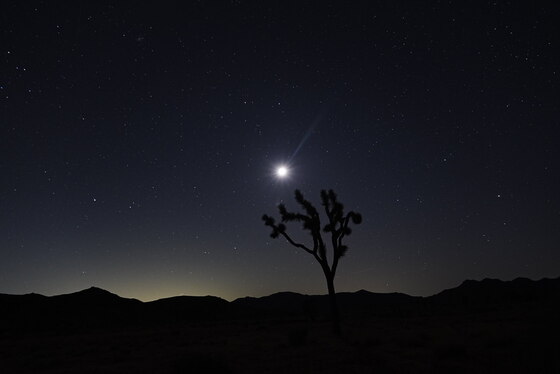 Joshua Tree