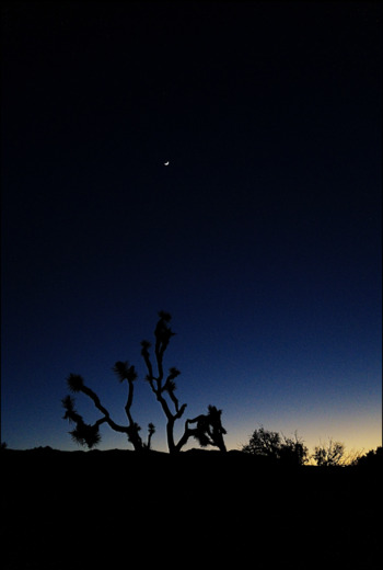 Joshua Tree