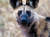 African Wild Dog
