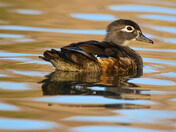 Female Wood Duck
