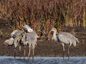 Preening Sandhill Cranes