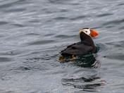Kenai Fjords National Park