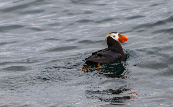 Kenai Fjords National Park