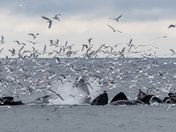 Kenai Fjords National Park