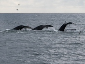 Kenai Fjords National Park