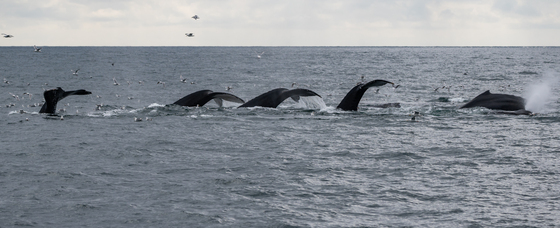 Kenai Fjords National Park