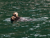 Kenai Fjords National Park