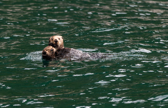 Kenai Fjords National Park