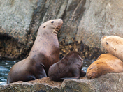 Kenai Fjords National Park