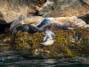 Kenai Fjords National Park