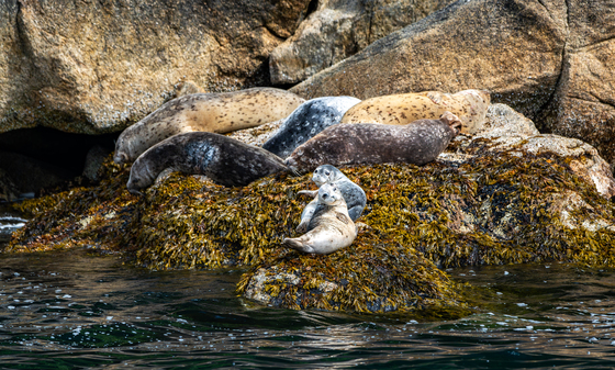 Kenai Fjords National Park