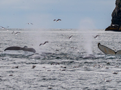 Kenai Fjords National Park