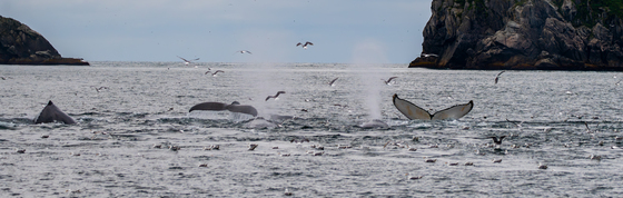 Kenai Fjords National Park