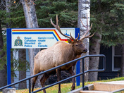 Elk reporting a crime!