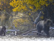 Foggy Morning for Mom and Cub