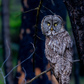 Previous upload