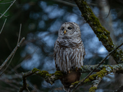 Barred owl