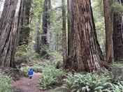 Redwood National Park