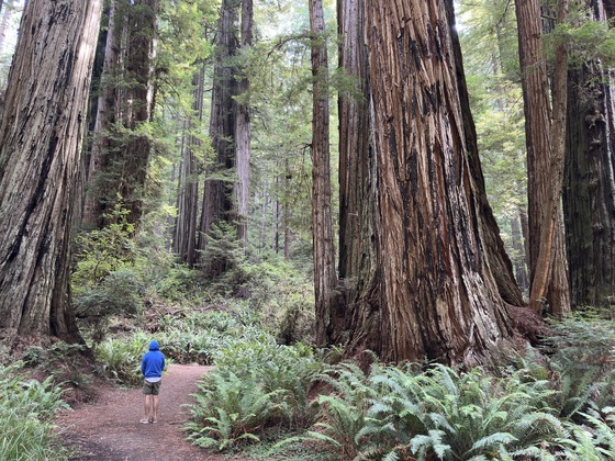 Redwood National Park