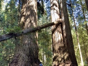 Redwood National Park