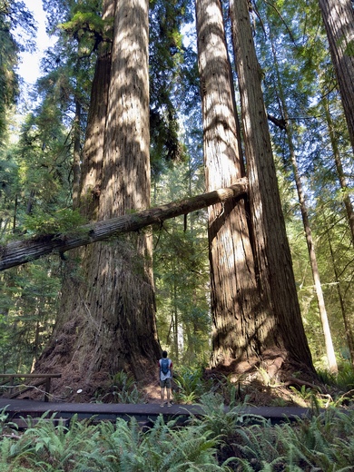 Redwood National Park