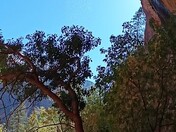 Zion National Park