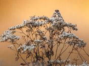 Patuxent Research Refuge