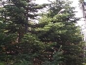 White Mountain National Forest