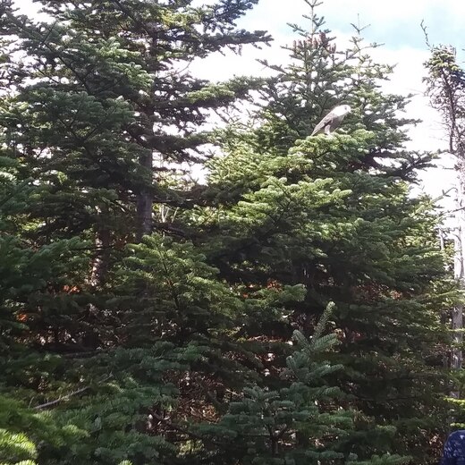 White Mountain National Forest