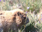 Olympic National Park