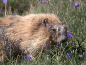 Olympic National Park