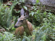 Olympic National Park