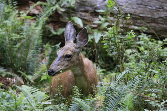 Olympic National Park
