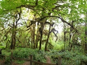 Olympic National Park