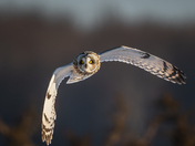 Short eared owl