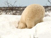 Playing In The Snow !