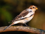 Snow Bunting