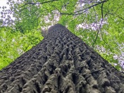 Abraham Lincoln Birthplace National Historical Park