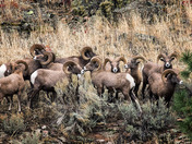 Bighorn Ram Meeting